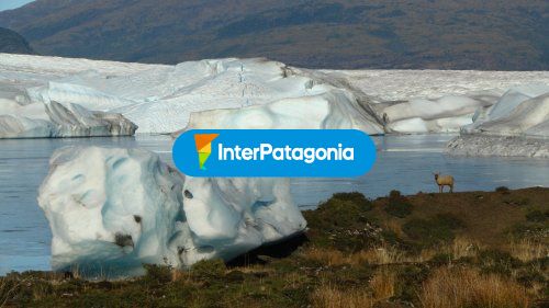 Fauna desde el glaciar