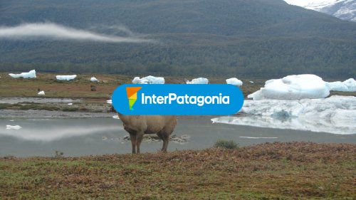 Huemul en parque nacional