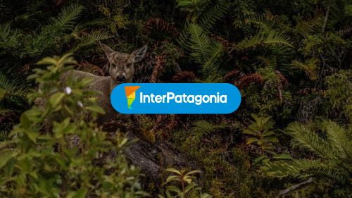 Huemul en parque nacional