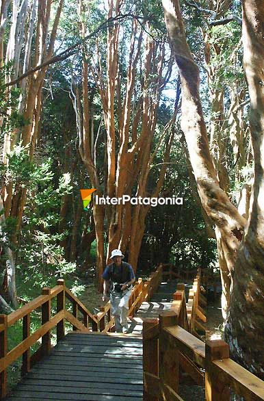 Color canela, Parque Nacional - Villa La Angostura