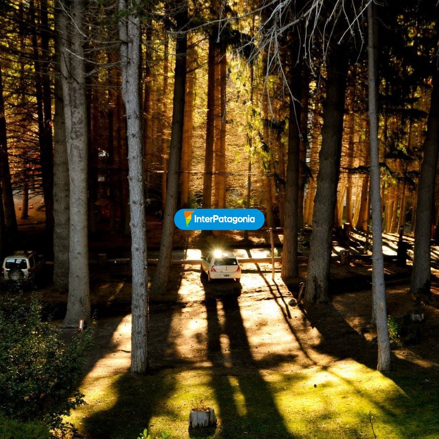 En el bosque - Villa La Angostura