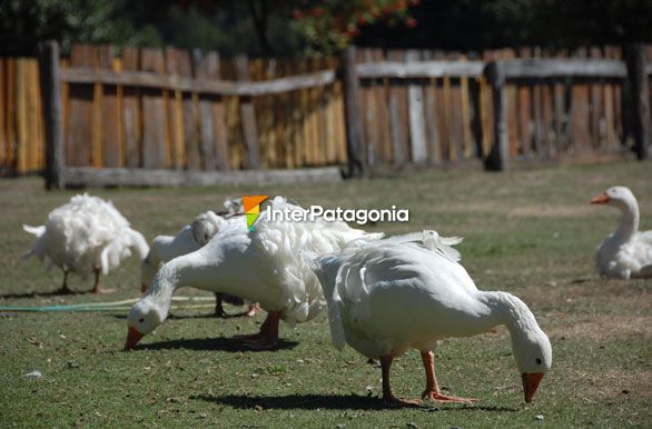 Zona rural - Villa La Angostura