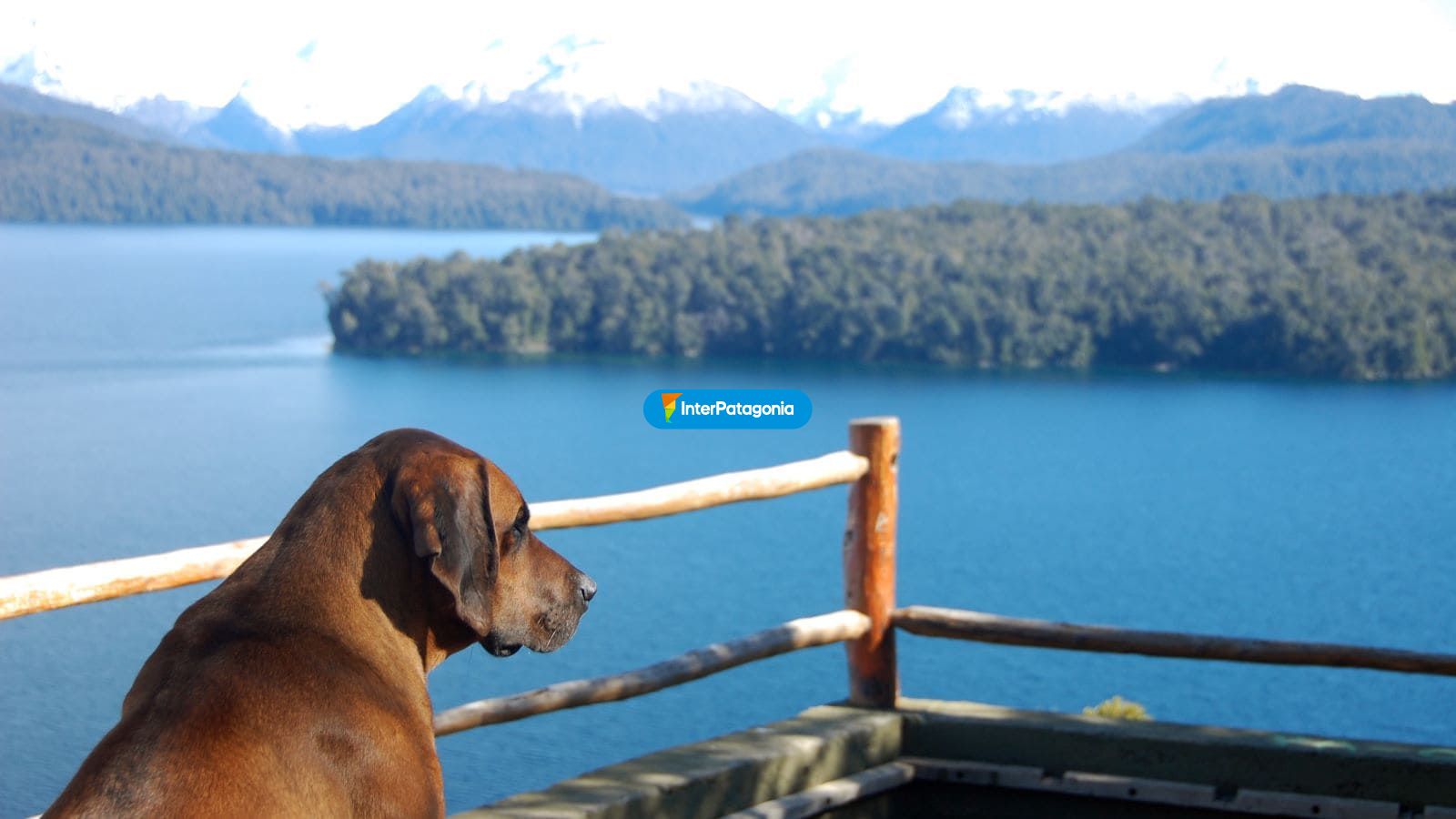 Perrito en el mirador - Villa La Angostura