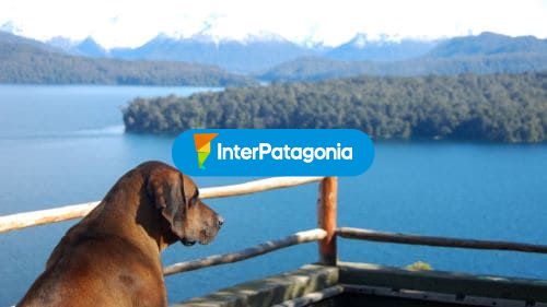 Perrito en el mirador