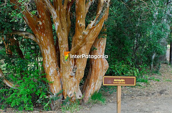 Myrtle trees, Quetriu Peninsula - Villa La Angostura