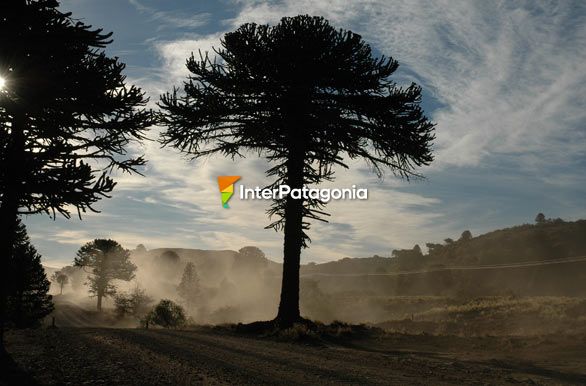 Contraluz - Villa Pehuenia / Moquehue