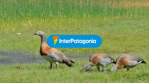 Avistaje de aves