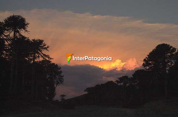 Rojos tardos - Villa Pehuenia / Moquehue