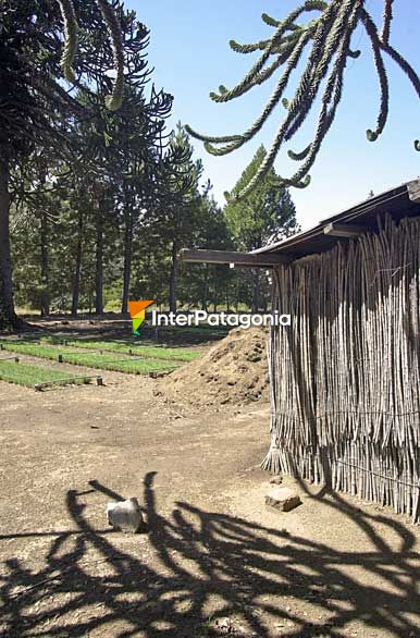 Vivero - Villa Pehuenia / Moquehue