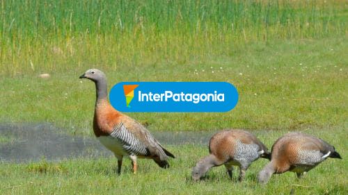 Avistaje de aves