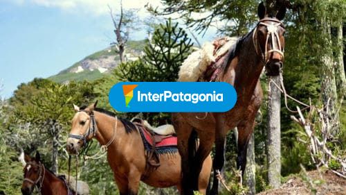 Caballos de cabalgata