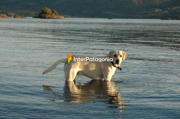 Disfrutando del agua - Villa Pehuenia / Moquehue