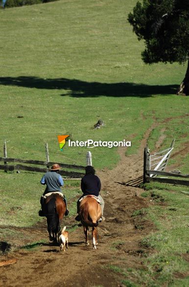 Paseos a caballo - Villarrica
