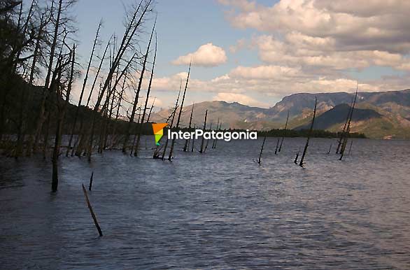 Bosque sumergido - Villa Traful