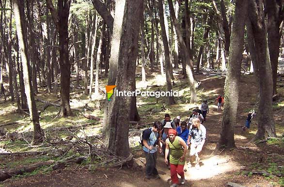 Caminata por el bosque - Villa Traful