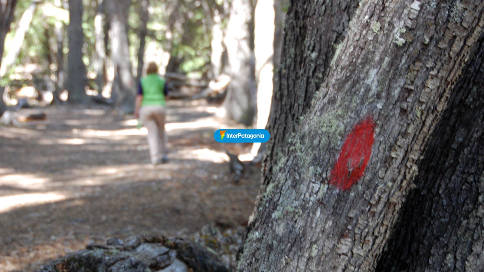 Caminata por el bosque - Villa Traful