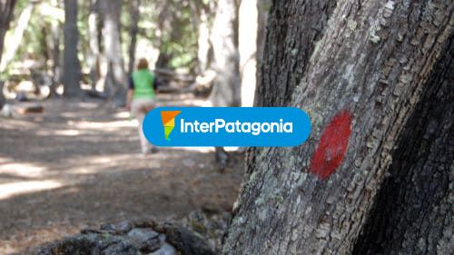Caminata por el bosque