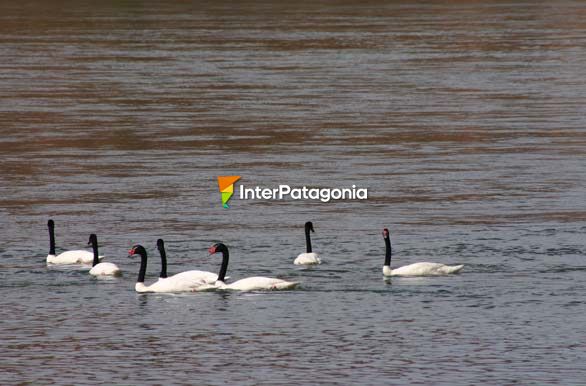 Cisnes en Laguna Blanca - Zapala