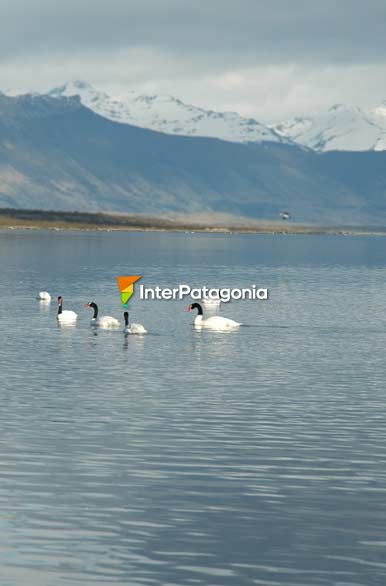 Cisne de cuello negro - Zapala