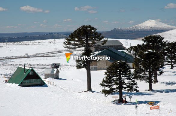 1.810 m. sobre el nivel del mar, Primeros Pinos - Zapala